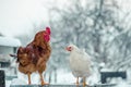 Closeup shot of a cock and a hen on a wooden surface with the snowflake on the blurry background Royalty Free Stock Photo