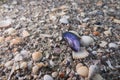 Closeup shot of cockleshells on the beach Royalty Free Stock Photo