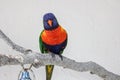 Closeup shot of the Coconut lorikeet perched on the tree branch Royalty Free Stock Photo