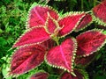 A closeup shot of Coleus scutellarioides, commonly known as coleus, is a species of flowering plant in the family Lamiaceae, Royalty Free Stock Photo