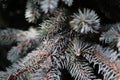 Closeup shot of colorado blue spruce branches Royalty Free Stock Photo