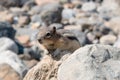 Closeup shot of a Colorado chipmunk found roaming around in the wild