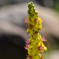 Closeup shot of a colorful blossomed plant - perfect for background