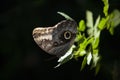 Closeup shot of a colorful Caligo butterfly perching on leaves Royalty Free Stock Photo