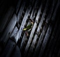 Closeup shot of colorful Common Tailor Bird sitting on the roof surrounded by darkness Royalty Free Stock Photo