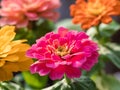 Closeup shot of colorful common zinnia flowers Royalty Free Stock Photo