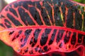 A closeup shot of a colorful croton leaf with rain drops .