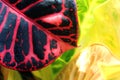 A closeup shot of a colorful croton leaf with rain drops .