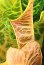 A closeup shot of a colorful croton leaves .