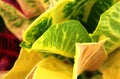 A closeup shot of a colorful croton leaves .