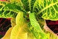 A closeup shot of a colorful croton plant .