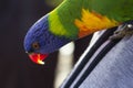 Closeup shot of a colorful Loriini parrot Royalty Free Stock Photo