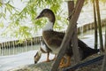 A closeup shot of a colorful Mallard duck Royalty Free Stock Photo