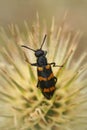 Closeup shot of a colorful Mylabris variabilis beetl on a thistle flower with blur background Royalty Free Stock Photo