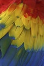 Closeup shot of a colorful scarlet macaw bird's feathers with red yellow orange and blue shades Royalty Free Stock Photo