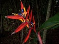 Closeup shot of a colorful strelitzia plant - bird of paradise flower