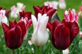 Closeup shot of colorful Tulip flowers at Butchart Gardens with waterdrops on petals