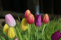 Closeup shot of colorful tulip flowers with water droplets on a blurred background Royalty Free Stock Photo