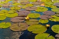 Closeup shot of a colorful water lily leaves on the surface of a Lake Bled in the daytime Royalty Free Stock Photo