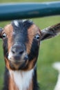 Closeup shot of the colourful and adorable goat