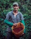 Closeup shot of a Columbian old farmer holding a bucket of freshly picked coffee berries in a garden Royalty Free Stock Photo