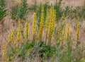 Closeup shot of common agrimony flowers growing in a field Royalty Free Stock Photo