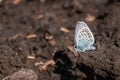 Closeup shot of a common blue moth sitting on a piece of rock