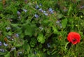 Closeup shot of Common Borage and Red Poppy flowers