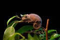 Closeup shot of a common chameleon resting on a branch of a tree with a pitch-black background