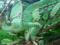 Closeup shot of a common chameleon sitting on a branch