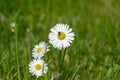 Closeup shot of common daisy flowers in a field. Royalty Free Stock Photo