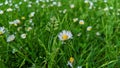 Closeup shot of common daisy in a grass field Royalty Free Stock Photo