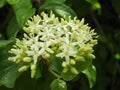 Closeup shot of a common dogwood twig in bloom with white blossoms Royalty Free Stock Photo