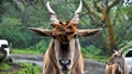 Closeup shot of a common eland head Royalty Free Stock Photo