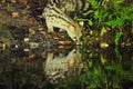 Closeup shot of a common genet viverrid drinking from a pond in a forest Royalty Free Stock Photo