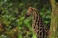 Closeup shot of a common genet viverrid walking around in a forest Royalty Free Stock Photo