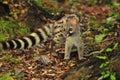 Closeup shot of a common genet viverrid walking around in a forest Royalty Free Stock Photo