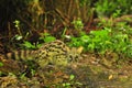 Closeup shot of a common genet viverrid walking around in a forest Royalty Free Stock Photo