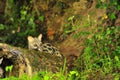 Closeup shot of a common genet viverrid walking around in a forest Royalty Free Stock Photo