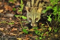 Closeup shot of a common genet viverrid walking around in a forest Royalty Free Stock Photo