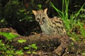 Closeup shot of a common genet viverrid warlking around in a forest Royalty Free Stock Photo