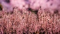 Closeup shot of common heather flowers in the field Royalty Free Stock Photo