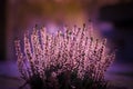 Closeup shot of common heather flowers in the field Royalty Free Stock Photo