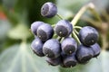 Closeup shot of the common ivy fruits in a bunch Royalty Free Stock Photo