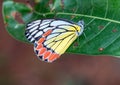 Closeup shot of a Common Jezebel butterfly on a mango leaf