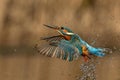 Closeup shot of common kingfisher flying with splashing water Royalty Free Stock Photo