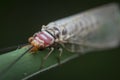 Closeup shot of a common lacewing insect.