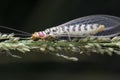 Closeup shot of a common lacewing insect.