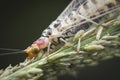 Closeup shot of a common lacewing insect.