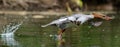 Closeup shot of a Common Merganser bird taking off of a lake Royalty Free Stock Photo